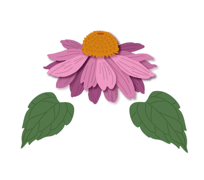 Lovely Layers Coneflower